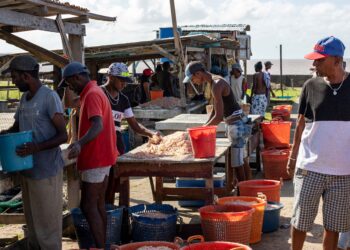 selling seabob at local market (c)FAO Guyana 4