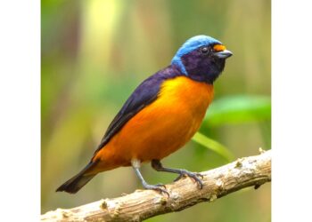 The male Hispaniolan Euphonia. Photo by Joshua Covill.