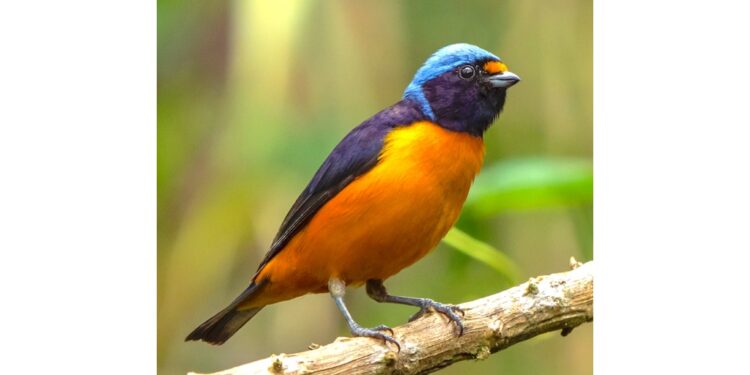 The male Hispaniolan Euphonia. Photo by Joshua Covill.