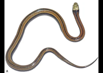 The snake’s light brown body is marked with black and blue stripes.