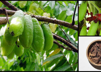 Bilimbi (Drfarrahmd photo credit)