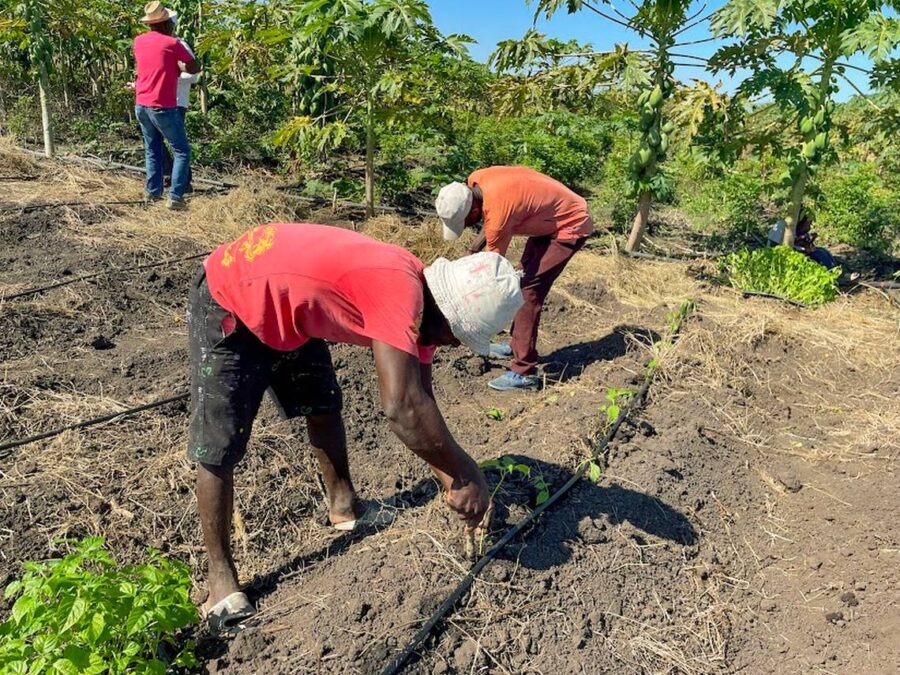 Farmers in Haiti have always struggled to make a living off their crops. But with help from a group of fellow Haitians, they are hoping to see their fortunes turn. Jacqueline Charles jcharles@miamiherald.com