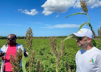 Maxwell Marcelin, left, and Geoffrey Handal visit an agriculture field in Paulette, Haiti, where they are growing peppers and sweet potatoes for the local and export market. Jacqueline Charles jcharles@miamiherald.com
Read more at: https://www.miamiherald.com/news/nation-world/world/americas/haiti/article281619988.html#storylink=cpy