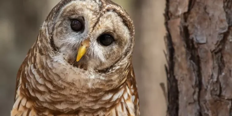 A file photo of a barred owl. Thousands of these invasive owls are set to be culled to protect native species.
ISTOCK / GETTY IMAGES PLUS