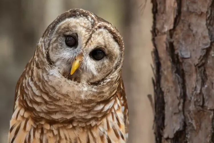 A file photo of a barred owl. Thousands of these invasive owls are set to be culled to protect native species.
ISTOCK / GETTY IMAGES PLUS