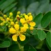 Senna tree