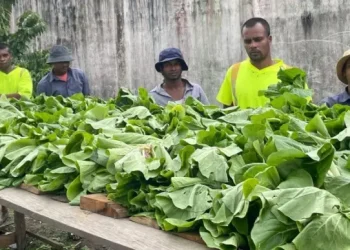 Fresh produce being displayed by some more inmates (DPI Photo)