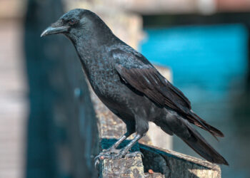 Crow (Google photo)