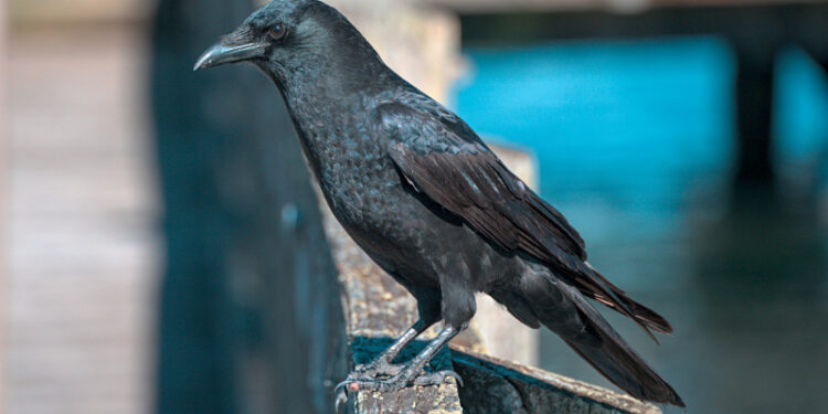 Crow (Google photo)