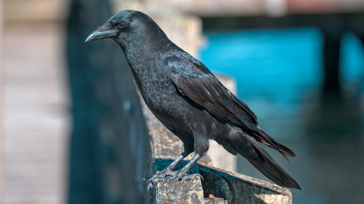 Crow (Google photo)