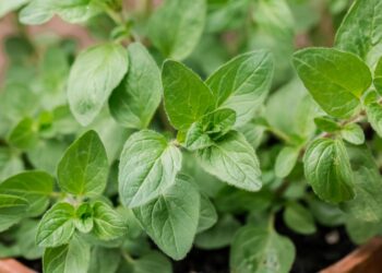 Oregano (Google photo)