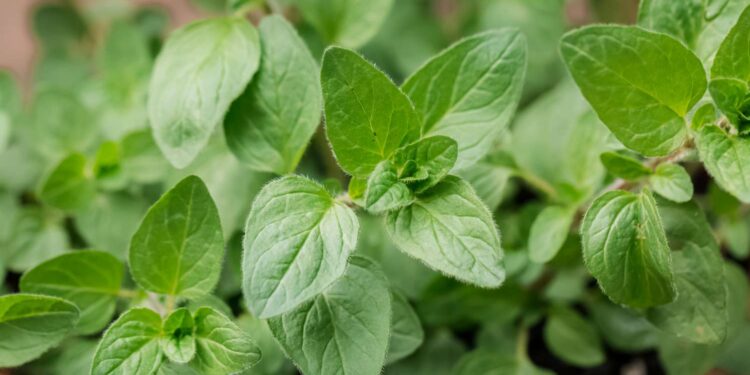 Oregano (Google photo)