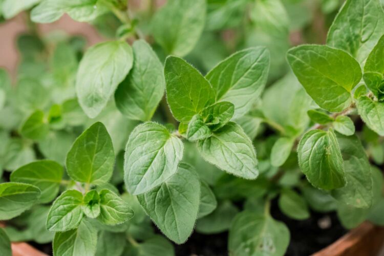 Oregano (Google photo)