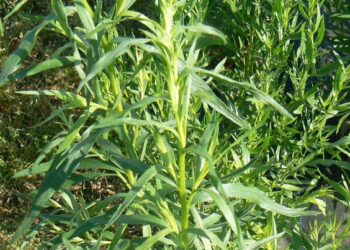 Tarragon. Google photo