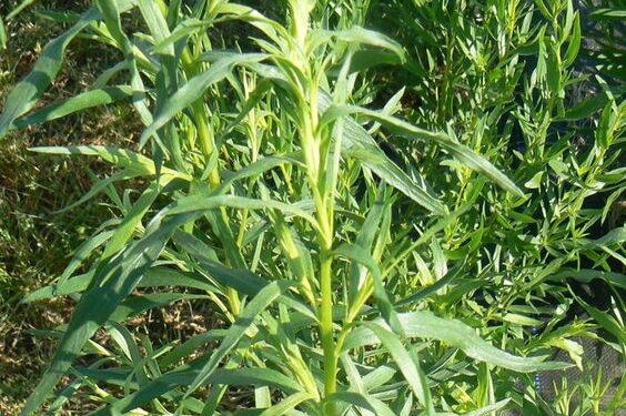 Tarragon. Google photo