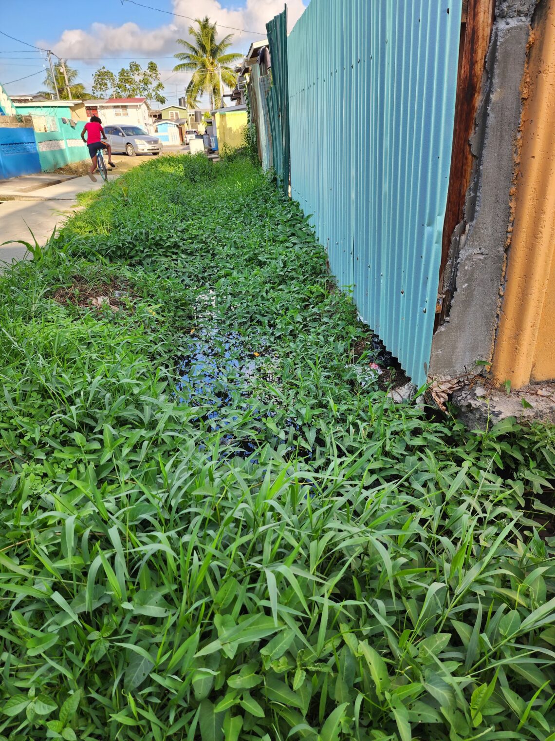 An East Ruimveldt drain overtaken by weeds. March 10, 2024