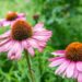 Echinacea (google photo)