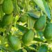 Avocado/Pear (Google photo)