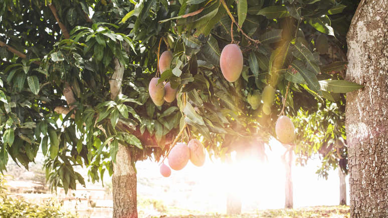 China Mangoes