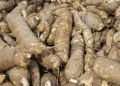 Cassava production
