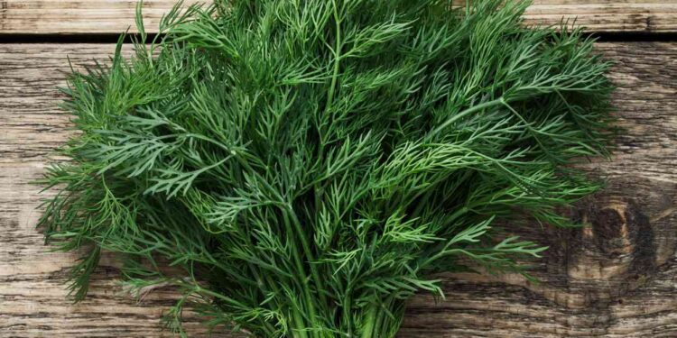 Dill (google photo)