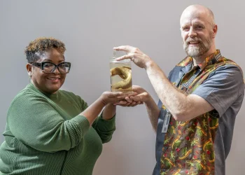 Zoologist Elizabeth Morrison receives the Jamaican giant galliwasp from Mike Rutherford, a curator at the University of Glasgow, on April 22, 2024. Jane Barlow/PA Images via Getty Images