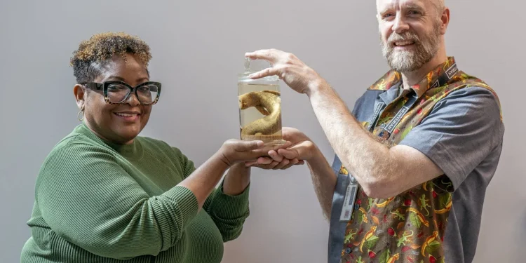 Zoologist Elizabeth Morrison receives the Jamaican giant galliwasp from Mike Rutherford, a curator at the University of Glasgow, on April 22, 2024. Jane Barlow/PA Images via Getty Images