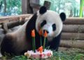Meng Meng celebrates 4th birthday at Berlin zoo in 2017 (China Daily photo)