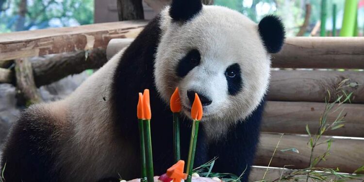 Meng Meng celebrates 4th birthday at Berlin zoo in 2017 (China Daily photo)