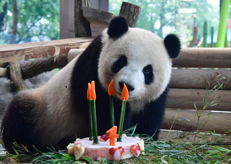 Meng Meng celebrates 4th birthday at Berlin zoo in 2017 (China Daily photo)