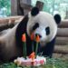 Meng Meng celebrates 4th birthday at Berlin zoo in 2017 (China Daily photo)
