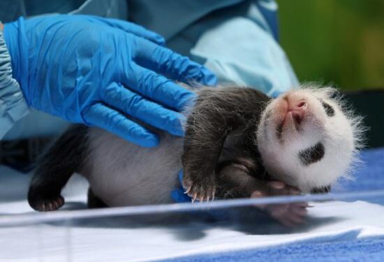 A female panda cub born on June 18 in Guangzhou, Guangdong province, has grown from 178 grams since birth to 1230 grams as of Thursday, showing healthy conditions. (Photo by Zheng Erqi/chinadaily.com.cn)