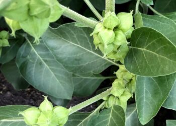 ashwagandha (NCCIH Photo)