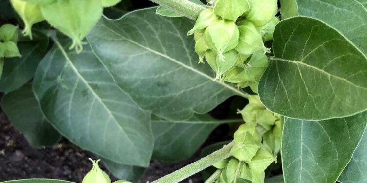 ashwagandha (NCCIH Photo)