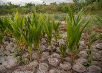 Some of the coconuts that are being planted by the Ministry of Agriculture (DPI photo)