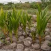 Some of the coconuts that are being planted by the Ministry of Agriculture (DPI photo)