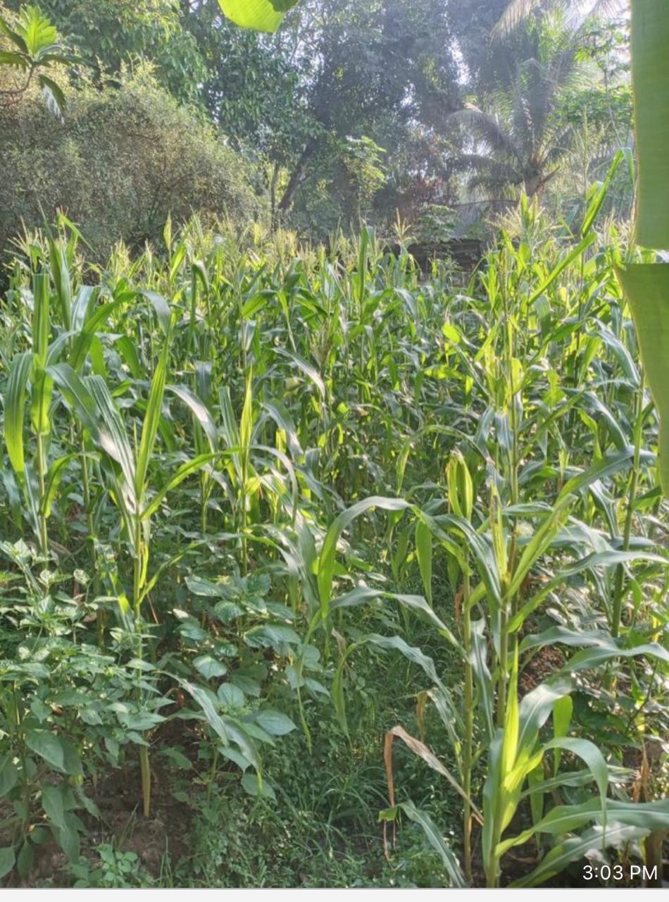 Agriculture in Region 10