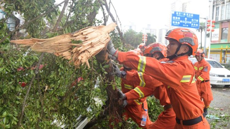 Sept. 7, 2024 (Xinhua) -- Rescuers remove fallen branches on a street in Xuwen County, south China's Guangdong Province, Sept. 7, 2024.
  Road repairs are underway in Xuwen County after Super Typhoon Yagi pounded with heavy rain and gusty winds. Yagi, the 11th typhoon of this year, made two landfalls in China on Friday, first striking Hainan and later Guangdong Province. (Xinhua/Lu Hanxin)