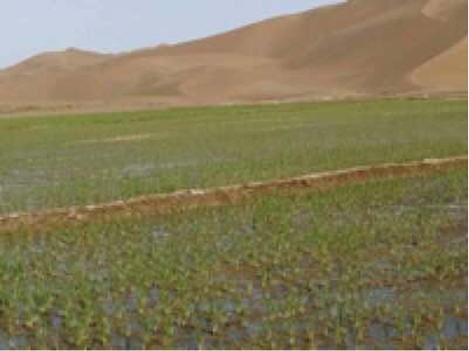 RICE CULTIVATION in DUBAI, UAE
