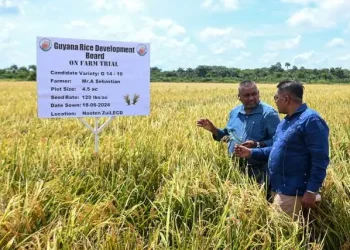 Minister Mustapha and Persaud inspect the rice seed