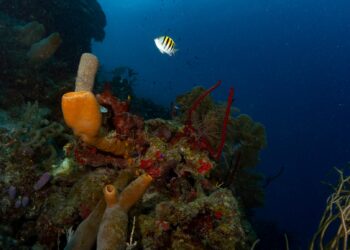 Beautiful sargeant major, Belize. Photo Credit: Above And Below — By Andres Fletes