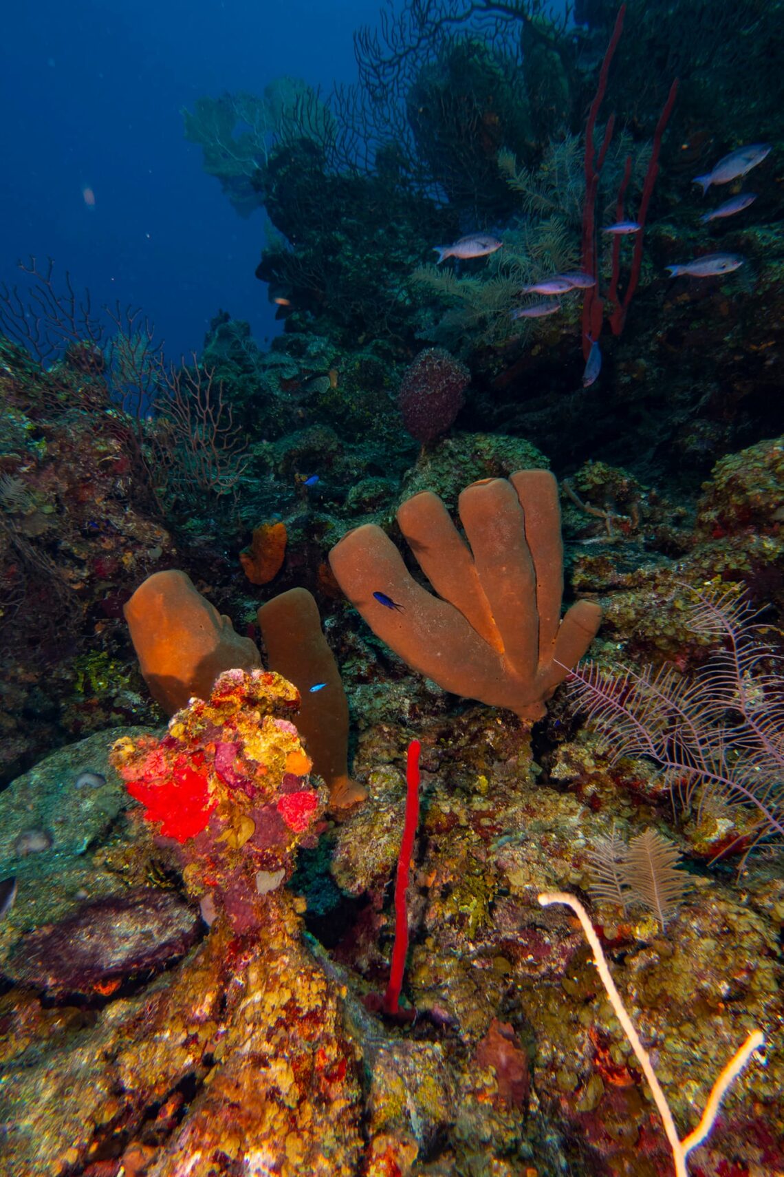 A good day of diving in the Caribbean. Photo Credit: Above And Below — By Andres Fletes