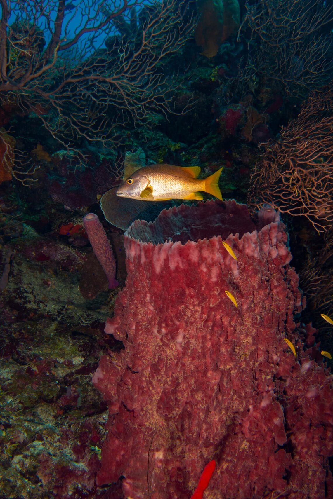 School master snapper, Belize. Photo Credit: Above And Below — By Andres Fletes