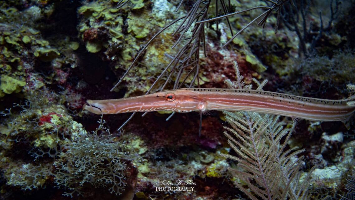 Trumpet fish, Belize. Photo Credit: Above And Below — By Andres Fletes