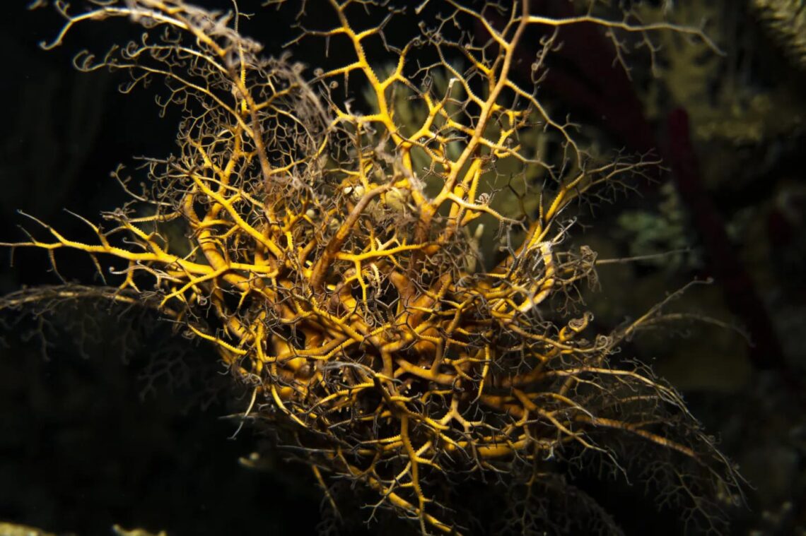 Basket star at Silk Cayes, Belize. Photo Credit: Above And Below — By Andres Fletes