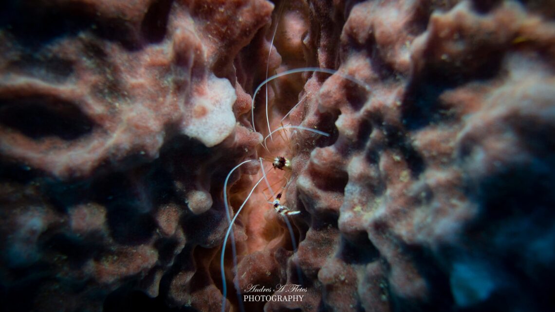 Banded boxer shrimp, Belize. Photo Credit: Above And Below — By Andres Fletes