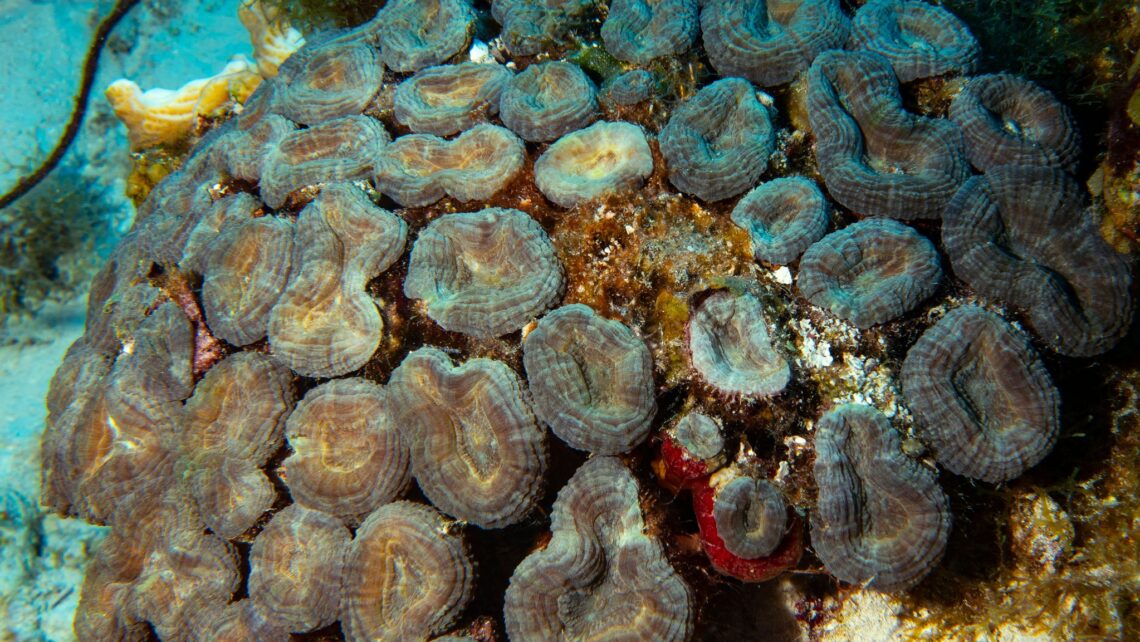 Spiny Flower Coral at Turneffe Atoll, Belize. Photo Credit: Above And Below — By Andres Fletes
