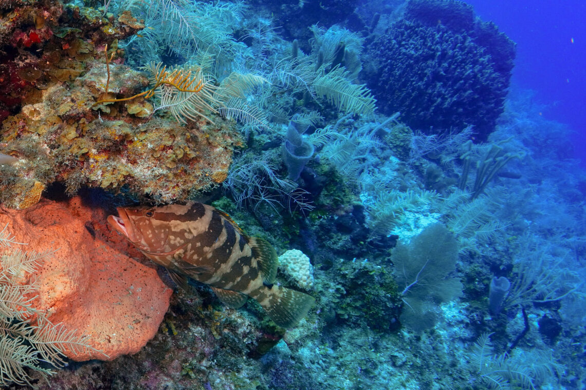 Nassau grouper, Belize. Photo Credit: Above And Below — By Andres Fletes