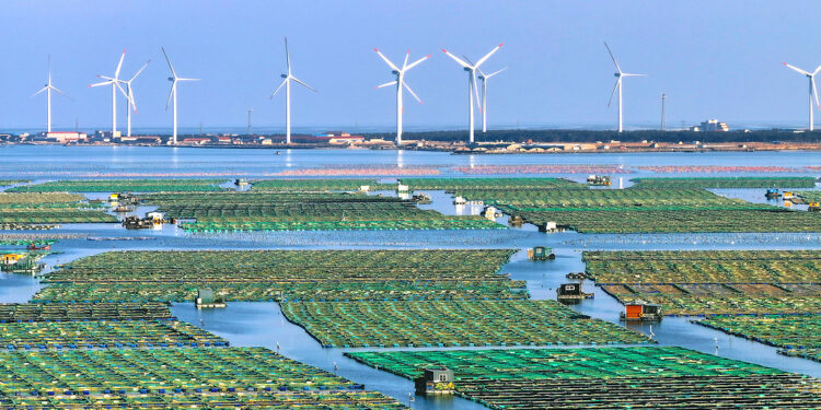 Wind power turbines stand tall amidst a marine green ecological farming zone, Weihai City, eastern China's Shandong Province, January 11, 2025. /CFP