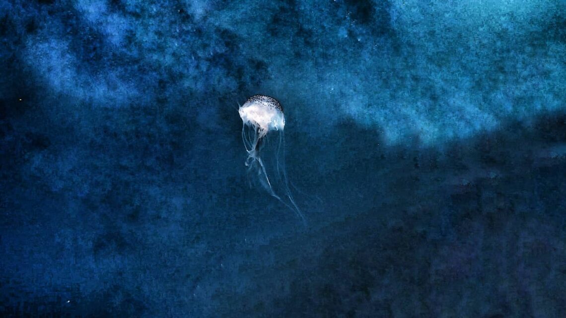Alien jellyfish. Photo Credit: Above And Below - By Andres Fletes